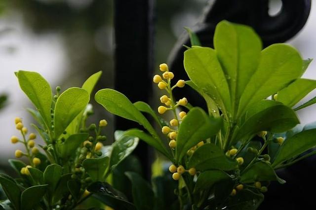 米兰怎么养？学会这几点，枝繁叶茂花更香