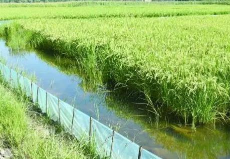 黄鳝钻进水稻田的泥土里，不以泥土、草为食，那是靠什么长大的？