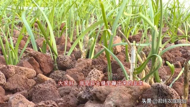 “鱼菜共生”：新型大棚经济又好看