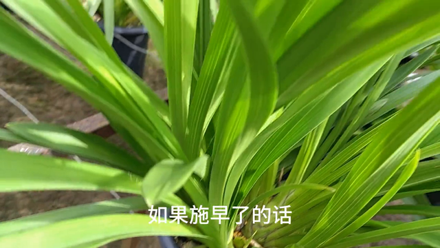 大花蕙兰家庭养植出花芽后怎么办？#涨知识