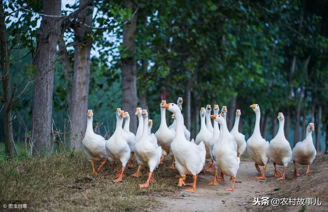 鹅鱼果草四位一体生态种植养殖模式探究（实用）