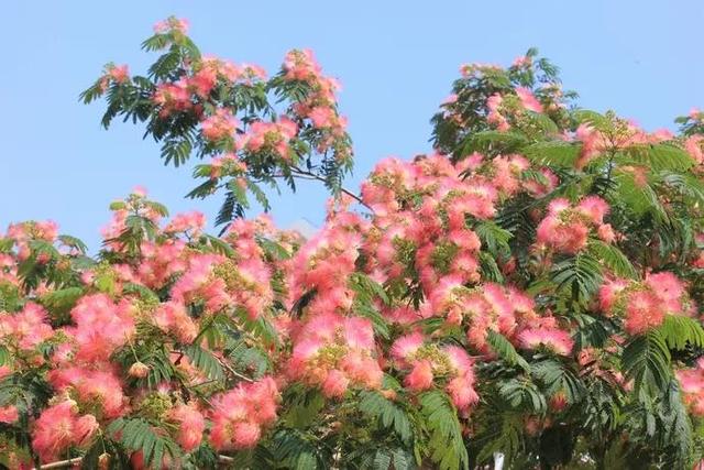 千娇百媚芙蓉花