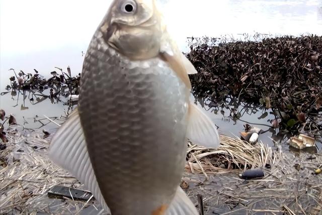 流水钓鲫鱼攻略分享，细节留意要点掌握，大板鲫接连入护