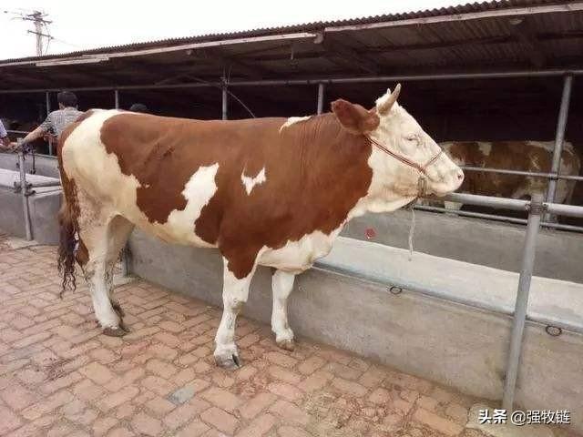 这样建养牛大棚，成本压到了最低，养牛经济效益至少高一倍