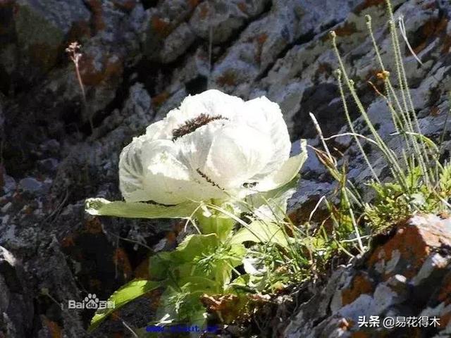 国家Ⅱ级保护濒危珍稀植物：天山雪莲频临灭绝