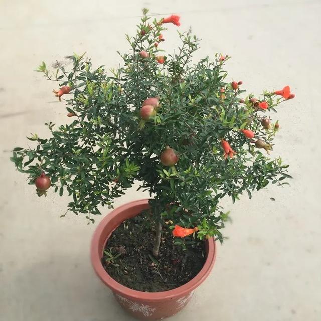 阳台种植石榴的4个技巧，观花观果，变漂亮盆景，年年旺盛很喜庆