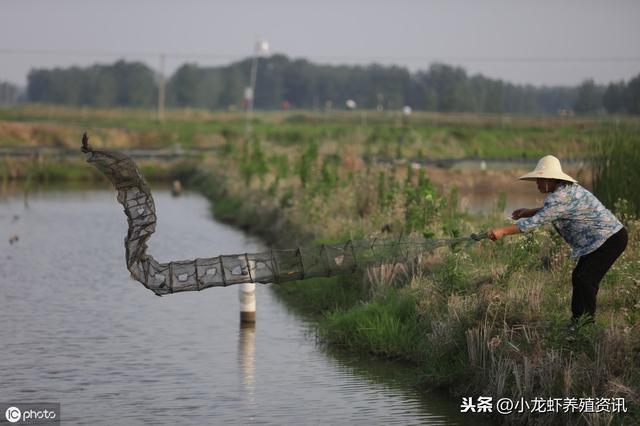 龙虾养殖亏本的原因有哪些？龙虾养殖亏本的原因介绍