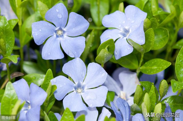 冬季这样养护长春花，可以枝繁叶茂，花开爆盆