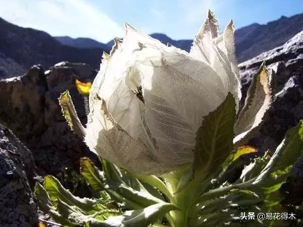 国家Ⅱ级保护濒危珍稀植物：天山雪莲频临灭绝