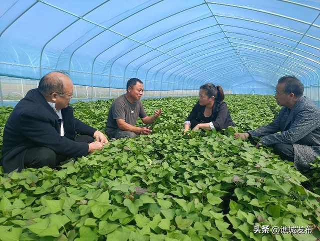 【乡村振兴】张店乡：基地蔬菜长势旺 农民增收致富忙