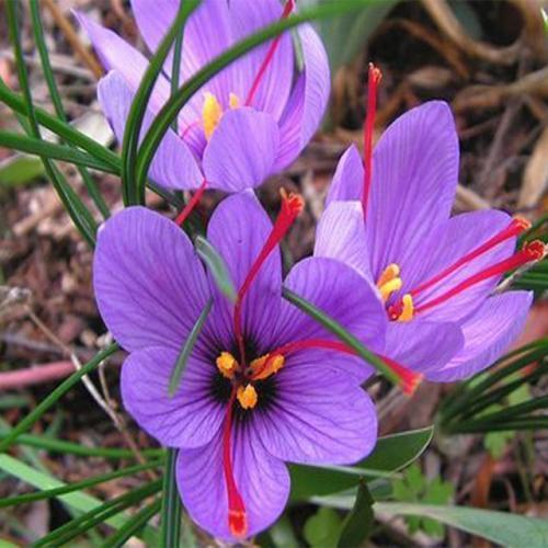 藏红花种植方法，室内可以种植吗