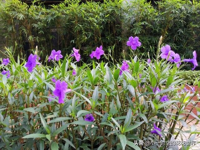 花花世界：花草的魅力之“狭叶翠芦莉”