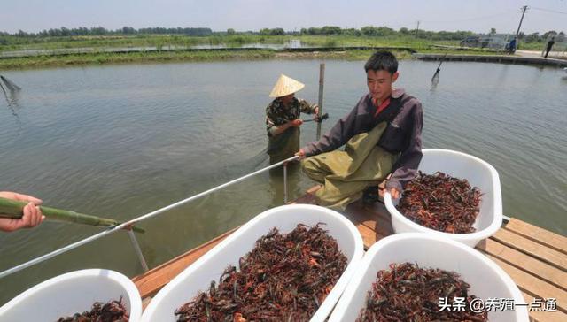 小龙虾夏季高温饲养管理，强免疫、抗应激