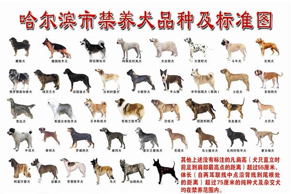 哈尔滨市39种犬只禁养 一户最多饲养一只准养犬