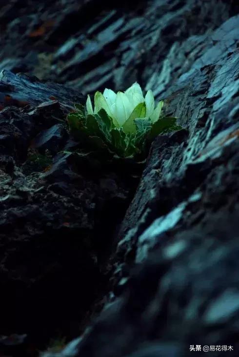 国家Ⅱ级保护濒危珍稀植物：天山雪莲频临灭绝