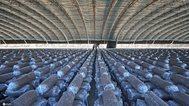 河北滦南：食用菌养殖走富路