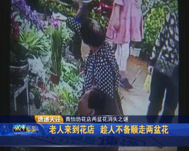 青怡坊花店两盆花消失之谜 这位阿姨请别再顺手牵“花”了