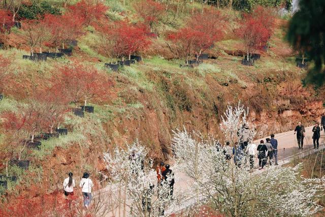 桃花梨花进入盛花期 四川自贡七大赏花景点盘点