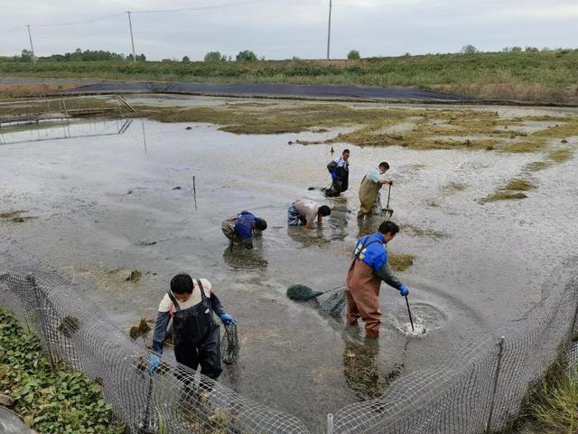 新华全媒+｜“产业起来了，增收渠道就宽了”——安徽多地乡村特色产业发展直击