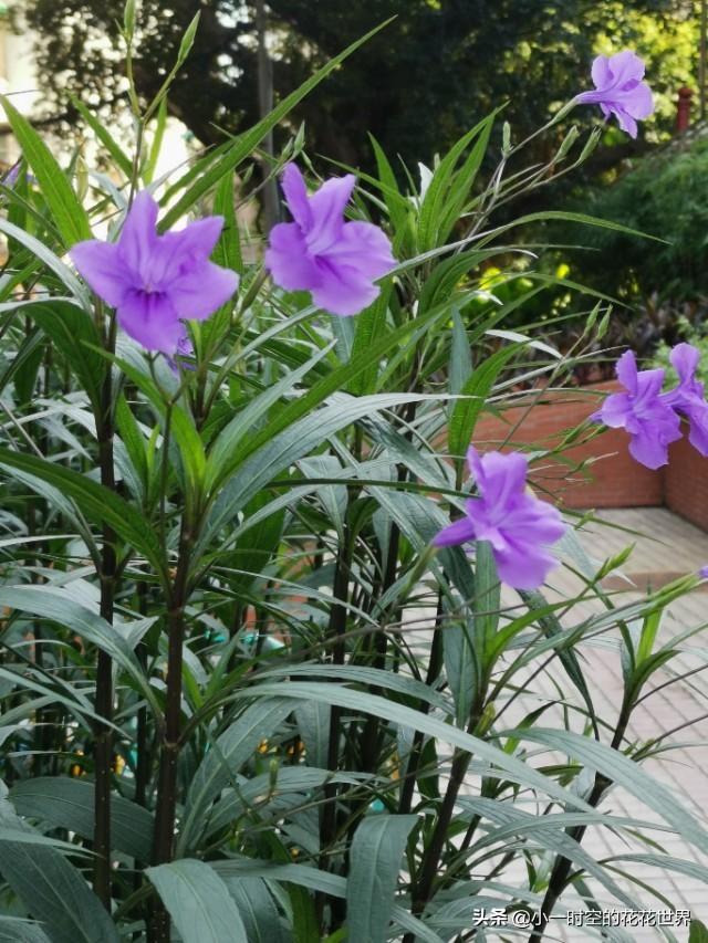 花花世界：花草的魅力之“狭叶翠芦莉”