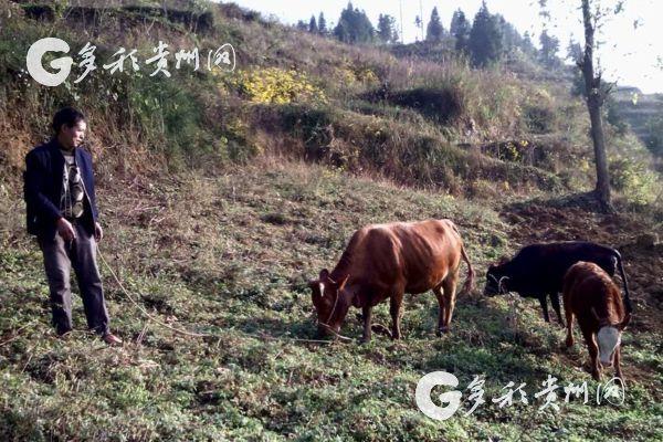 织金县三甲街道分散养殖托起贫困户致富梦