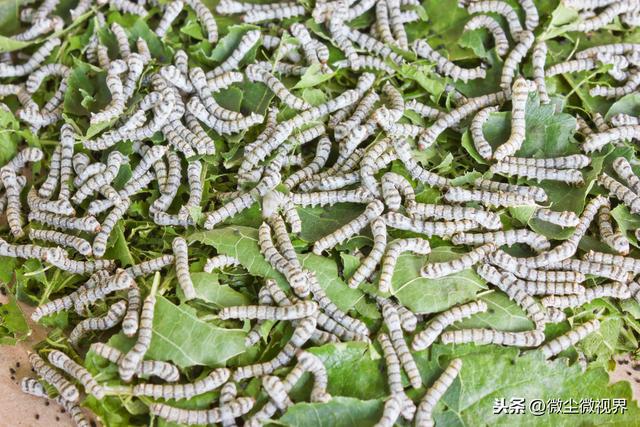 阴雨天管理不当可诱发多种蚕病，7个要点养殖户需要掌握