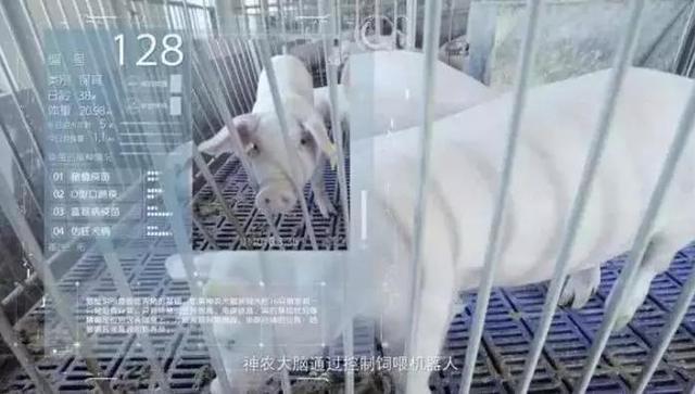 京东AI养猪养最低端的猪，再看看莽山黑豚和鹿儿岛黑豚怎么养的