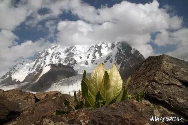 国家Ⅱ级保护濒危珍稀植物：天山雪莲频临灭绝