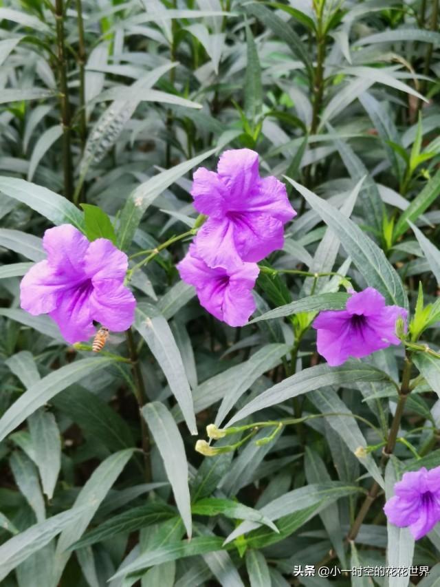 花花世界：花草的魅力之“狭叶翠芦莉”