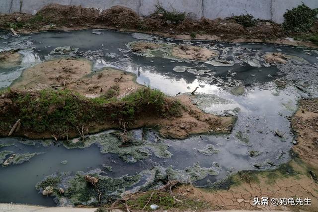 小龙虾生活在臭水沟，有细菌微生物？传言虽不实，但并非毫无根据