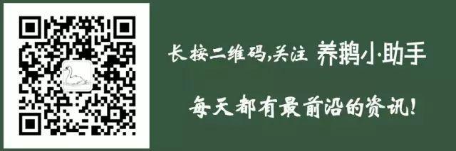 散养土鸡群里混养几只鹅，有5大好处