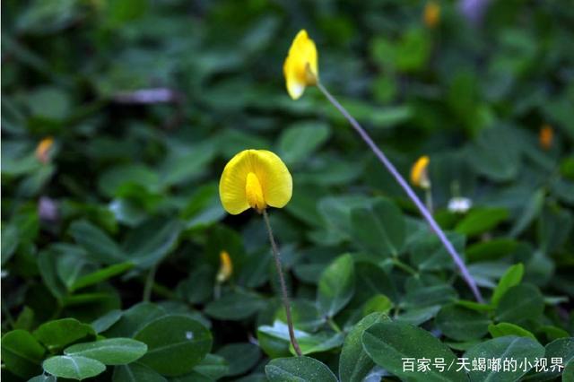 种植蔓花生的小技巧