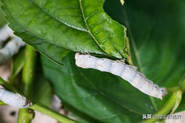 阴雨天管理不当可诱发多种蚕病，7个要点养殖户需要掌握