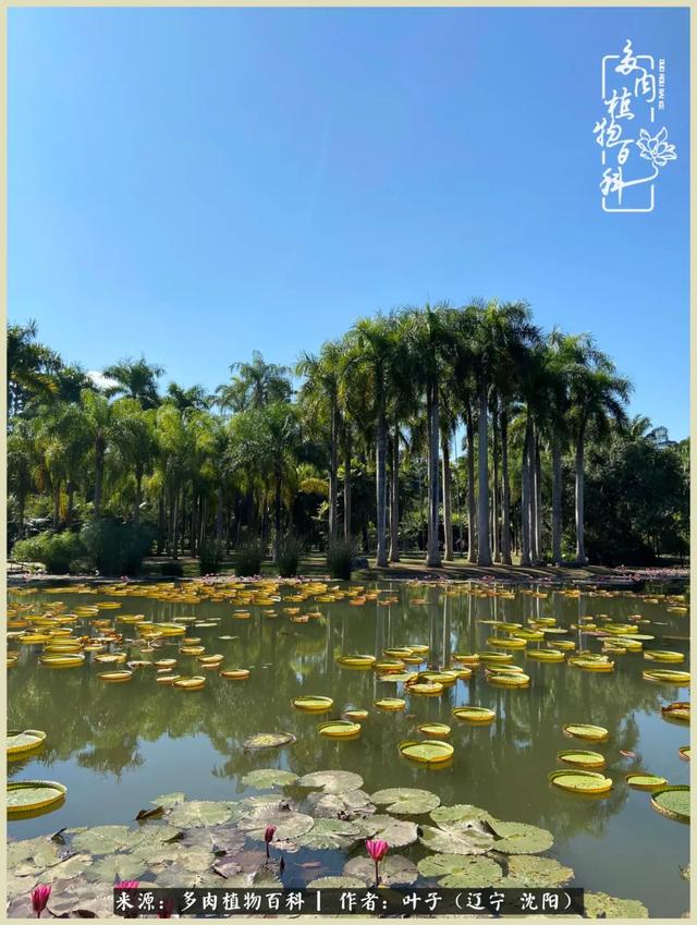 爱旅行，爱花草，生活有远方也有多肉