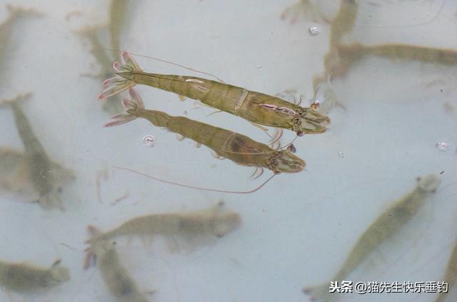 春季如何钓海鲈鱼？根据潮水选择最佳的出钓时间，使用不同的钓法