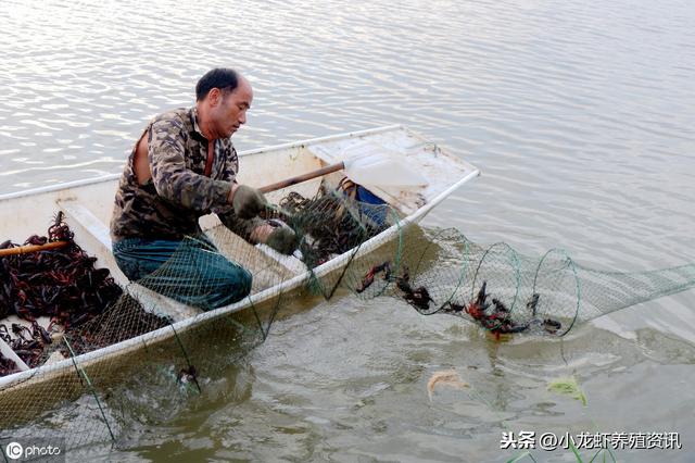 龙虾养殖亏本的原因有哪些？龙虾养殖亏本的原因介绍