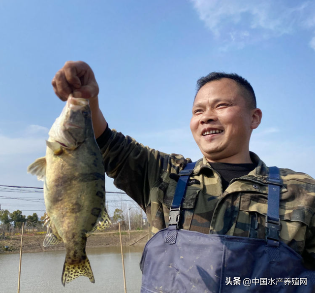 亩产2200斤，亩纯利润近2.4万元！又一塘饲料鳜鱼成功上市！