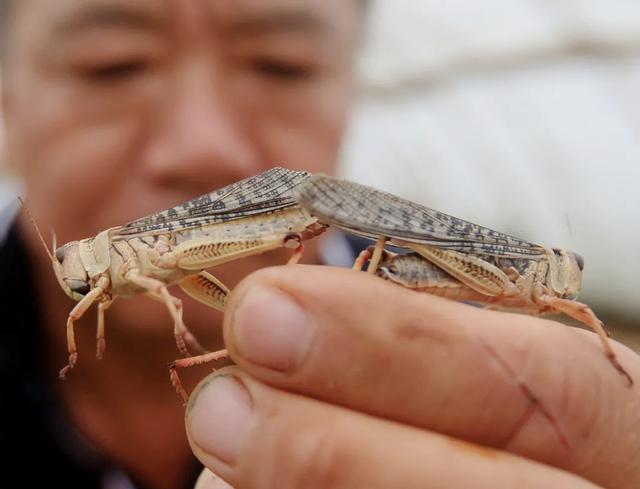 济南最大蚂蚱养殖户：最贵曾卖到16一斤！济南一村民承包60亩地养蚂蚱