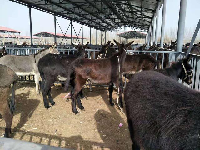 阿克苏地区新和县：小毛驴“拉出”群众致富路