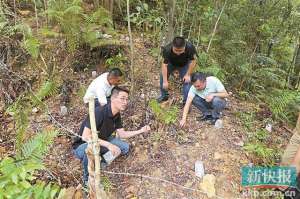 广东哪里有小龙虾养殖基地(广州市番禺区驻梅州市五华县长布镇工作队：林下经济破“瓶颈” “双虾出动”探