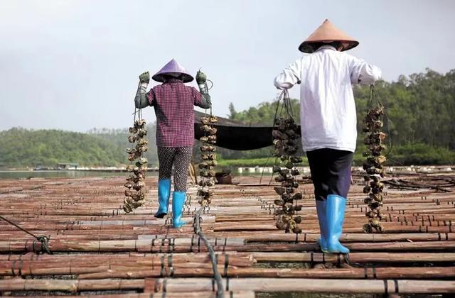 核污水排海后的生蚝养殖者：百万投入，如何应对风险？