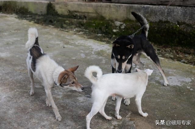 土狗的生活习性！养狗的请收藏好