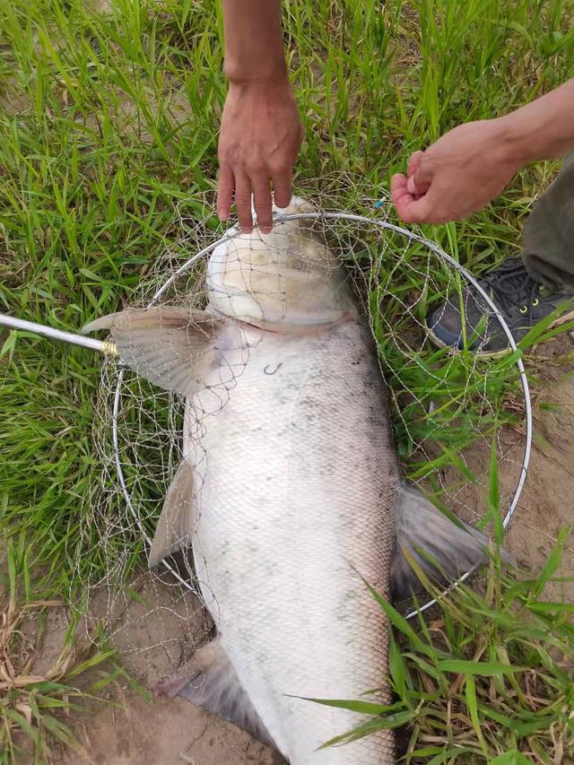 初夏野钓鲢鳙攻略，流水深水都可钓（超长文详解）