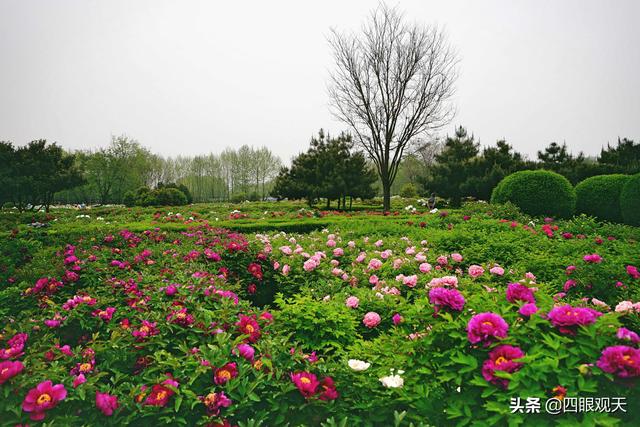 你们知道吗？除了有洛阳牡丹、菏泽牡丹，四川还有个天彭牡丹