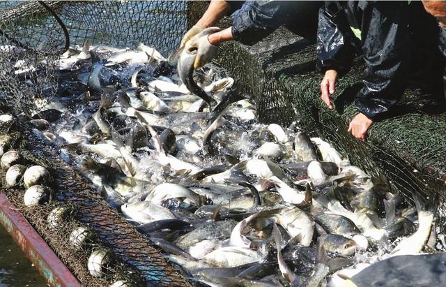 水生物病害防治员职业前景好吗，是怎样的丨农圣教育