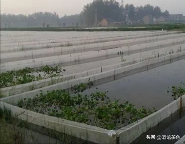 水蛭的生活习性，及其在静水池塘中运用网箱养殖的技术要点