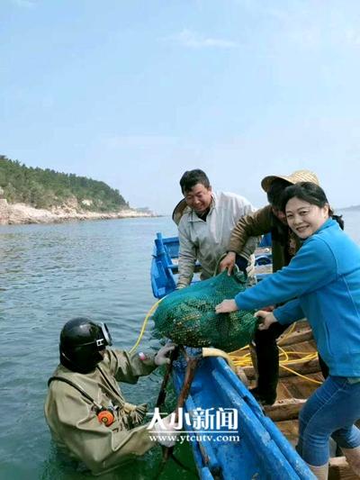 烟台海参“游”向深蓝⑧｜海洋牧场：打好海参牌还得会吆喝