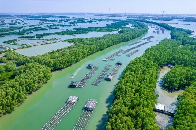 老“网红”了！在湛江，才有它最“正”的味道