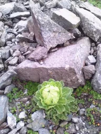 国家Ⅱ级保护濒危珍稀植物：天山雪莲频临灭绝