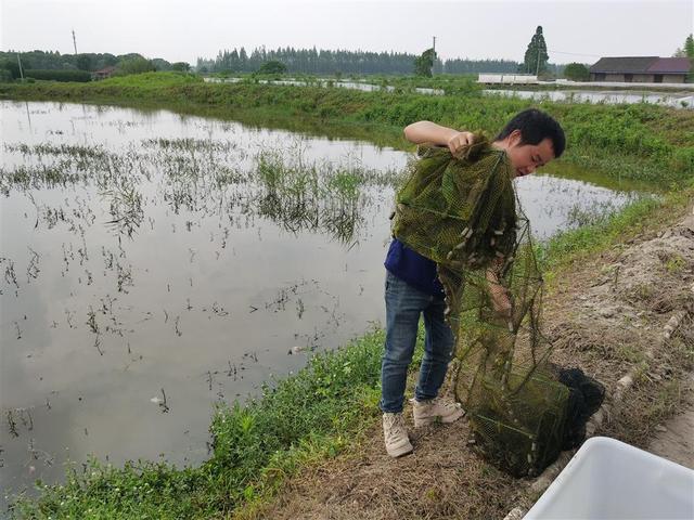 这波稻虾连作赚了，两季间42天空窗期“洒下”小龙虾苗，回捕了稻田虾两倍重